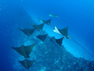 Banqueta de manta rayas